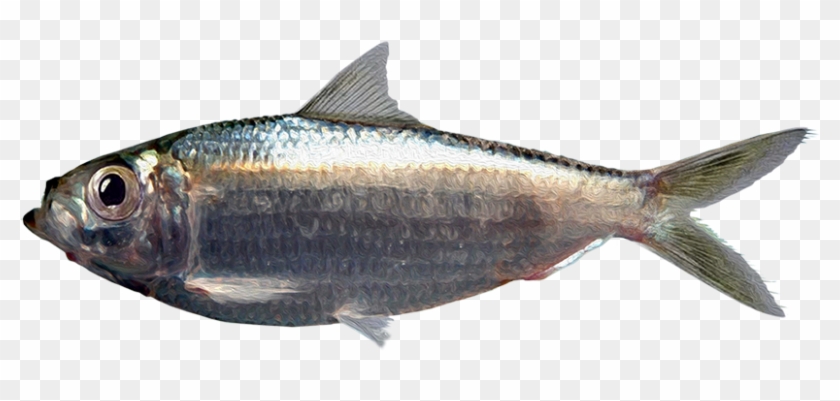 Harengula Clupeola - Coregonus Lavaretus Clipart