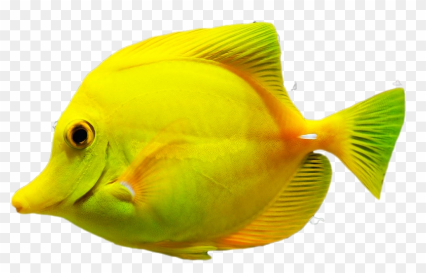 Peces Amarillos Png Clipart
