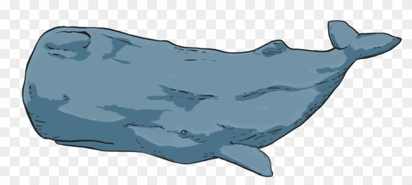 What Is Photo-identification - Blue Whale Clipart #4635636