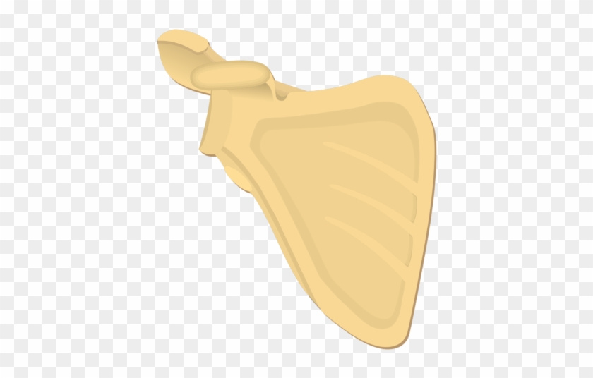 Illustration Of Anterior Scapula - Scapula Real Bone Clipart
