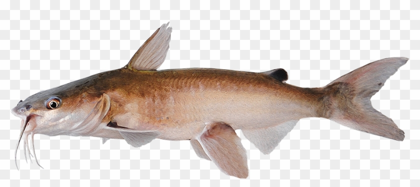 Ariopsis Felis - Bronze Hammerhead Shark Clipart