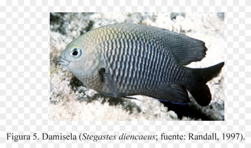 De Acuerdo Con Los Resultados Obtenidos, Las Tres Especies - Pomacentridae Clipart #4635949