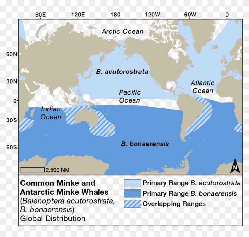 Minke Whale Global Distribution - Antarctic Minke Whale Migration Map Clipart #4636084