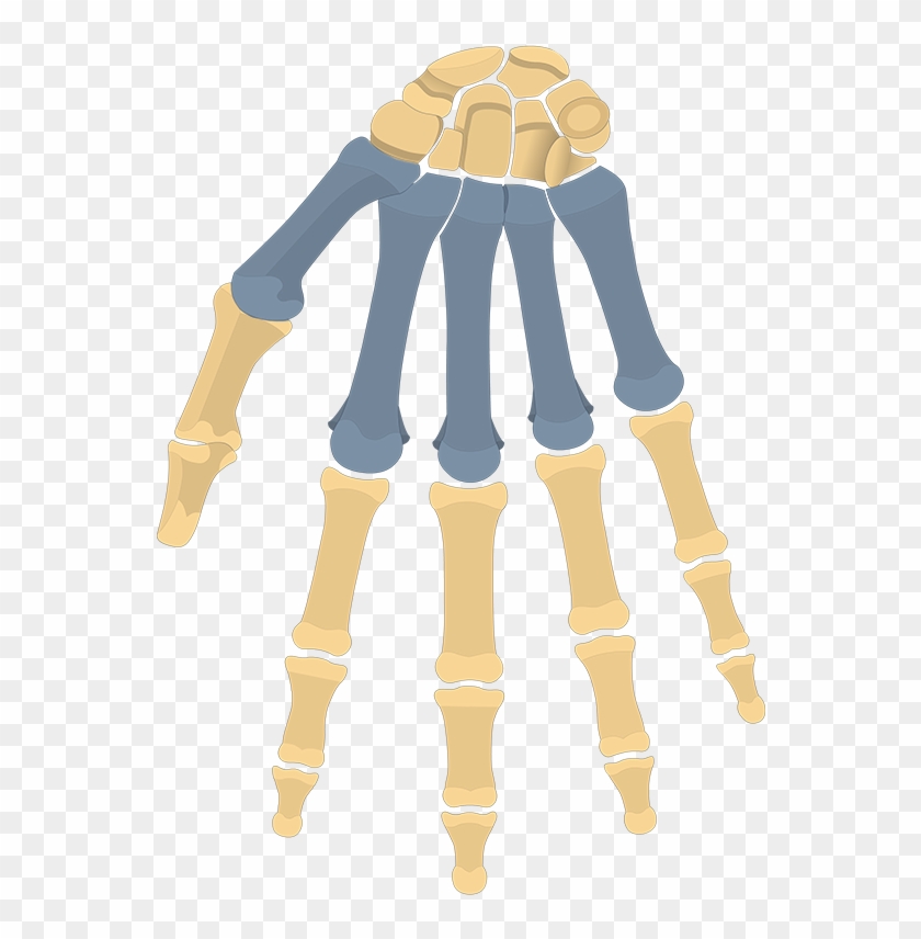 Anterior View - Cartoon Clipart