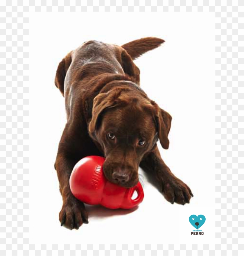 Kong Bounzer Juguete Para Perro, Diversión Asegurada - Zabawka Dla Psa Kong Clipart