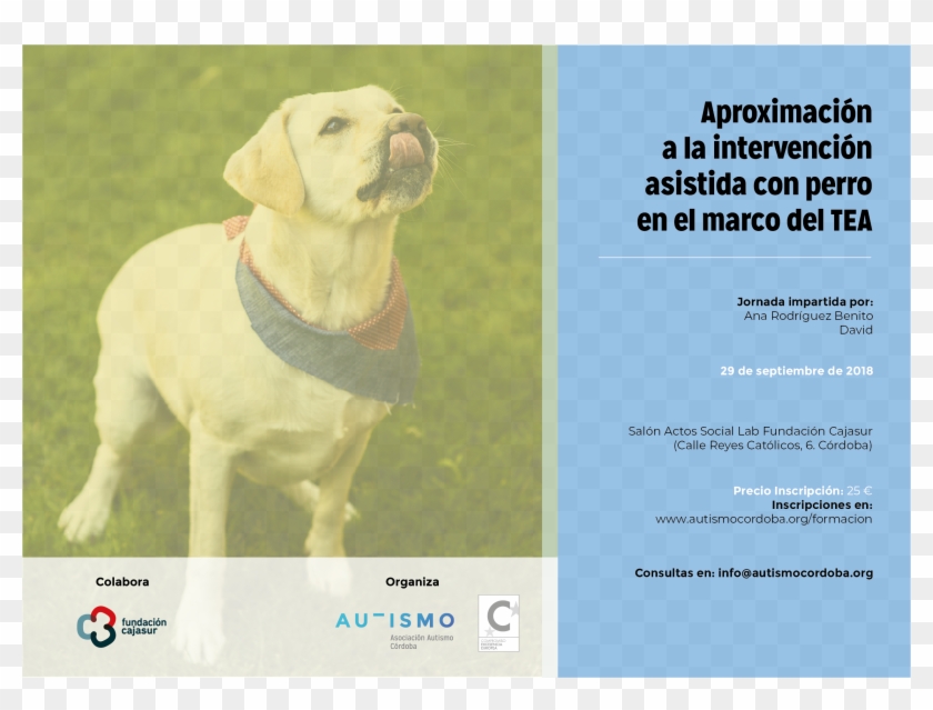 Perro En El Marco Del Tea” - Labrador Retriever Clipart #4638052
