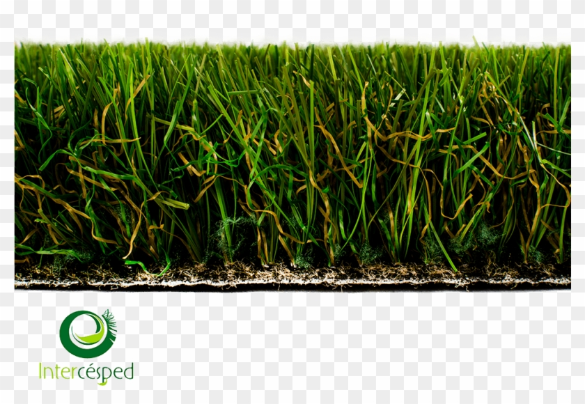 Cesped Artificial Galatea - Grass Clipart #4639128