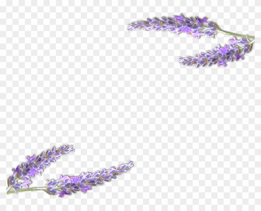 Lavender - Lavande Dessin Png Clipart #4639569