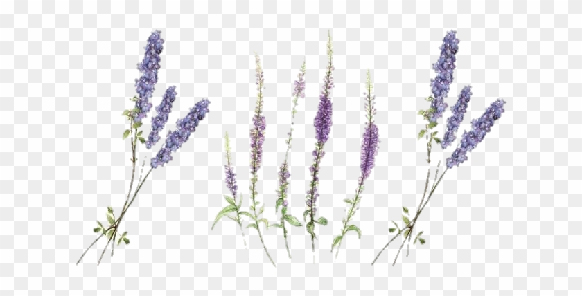 #lavander #lavender #freetoedit #flowers #flower #wildflower - 薰衣草 刺青 Clipart #4639681