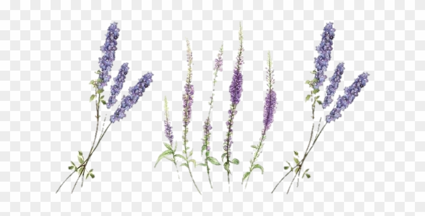 #lavander #lavender #freetoedit #flowers #flower #wildflower - 薰衣草 刺青 Clipart