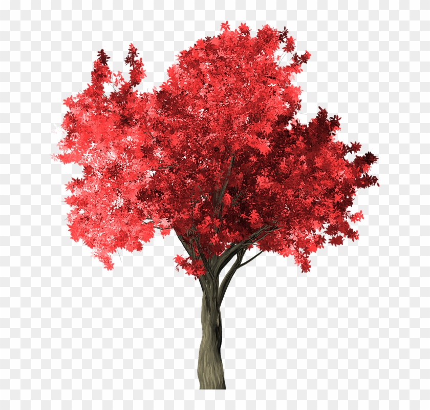 Arbol Rojo Png Clipart