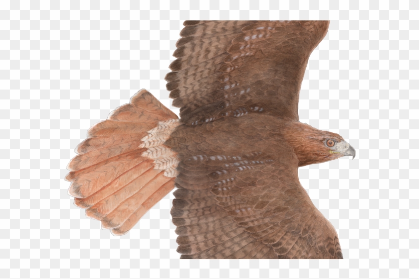 Drawn Hawk Red Tail Hawk - Turkey Clipart #4640414