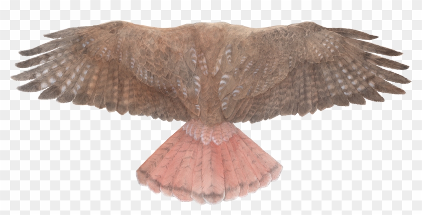 Red-tailed Hawk Wings - Red Tailed Hawk Top View Clipart