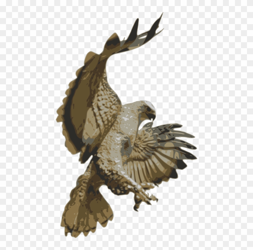 Red-tailed Hawk Falcon Bird Swainson's Hawk - Hawk Pouncing Clipart #4640774