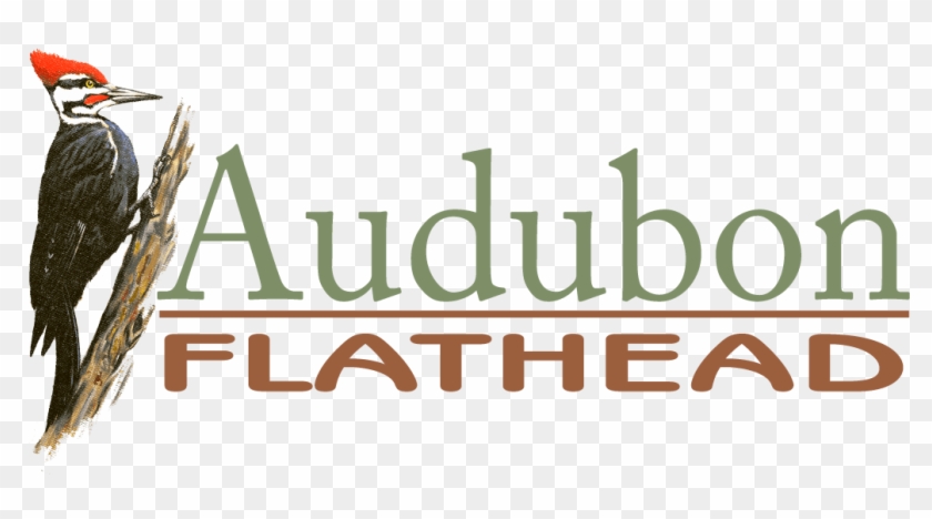 Red-tailed Hawk - Helicopter Rotor Clipart