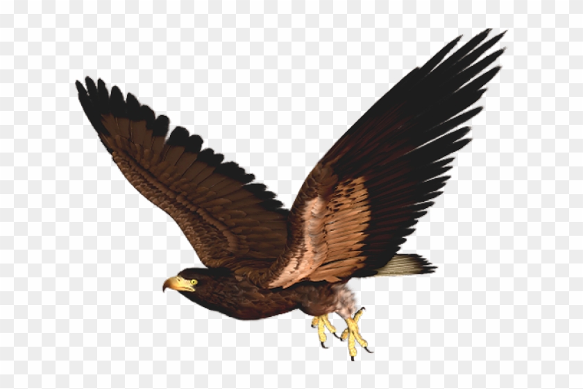 Red Tailed Hawk Clipart Helang - Clipart Hawk - Png Download