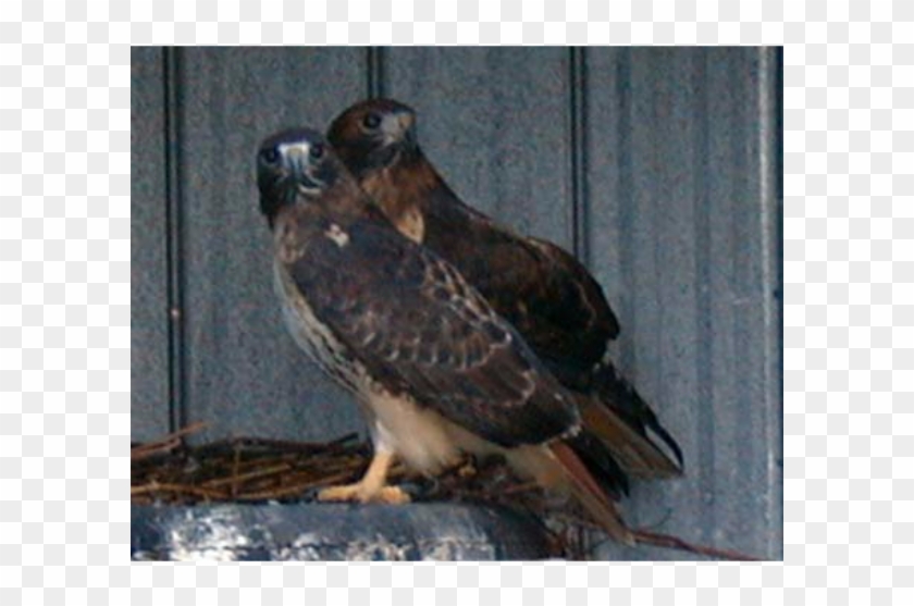 / - Red-tailed Hawk Clipart #4641324