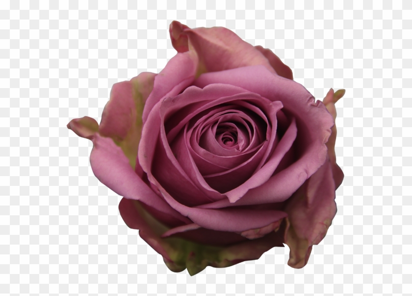 Lavander Roses - Garden Roses Clipart