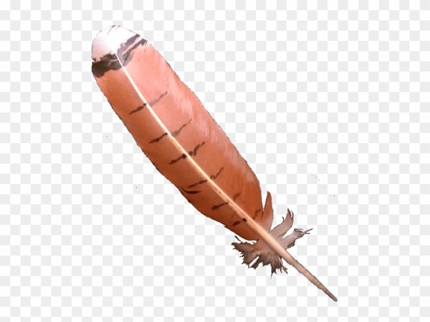 Transparent Feathers Red - Transparent Red Tailed Hawk Feathers Clipart
