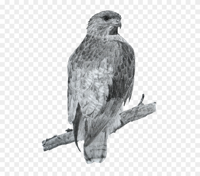 Birds - Sharp Shinned Hawk Clipart