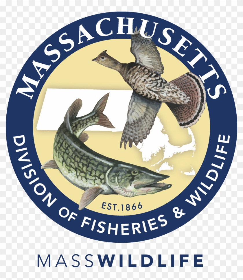 Falcon Clipart Red Tailed Hawk - Hemet Unified School District Logo - Png Download #4641578