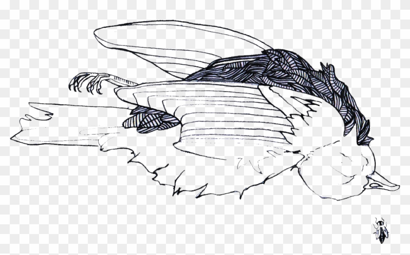 To Be Continued - Dead Bird Drawing Png Clipart@pikpng.com