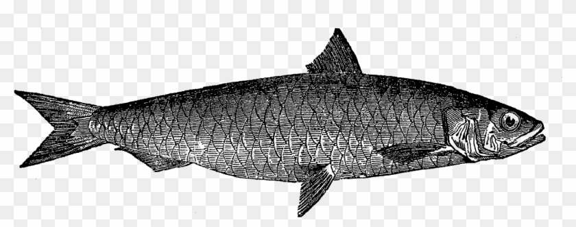 Digital Fish Artwork Download - Coregonus Lavaretus Clipart