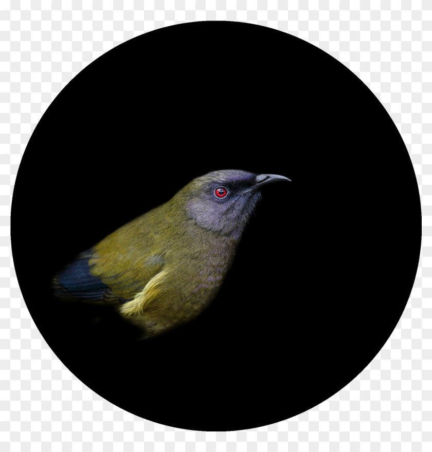 Bellbird / Korimako Limited Edition Of Clipart #4642141