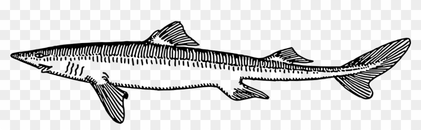 Fish Scales Tail Fins Dogfish Png Image - Rock Salmon Clipart #4642349