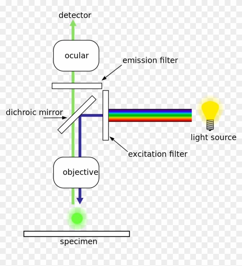 Center For Advanced Microscopy - Fluorescenční Mikroskop Clipart #4642355