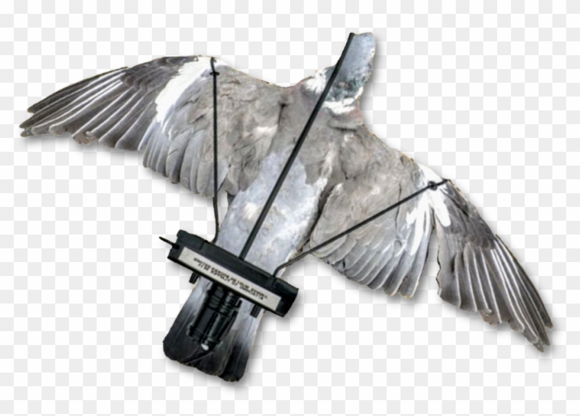 Image Of A Dead Pigeon Mounted Onto The Pigeon Turbo - Due Flapper Clipart #4642449