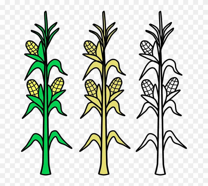 Plantas De Maiz Para Dibujar Clipart
