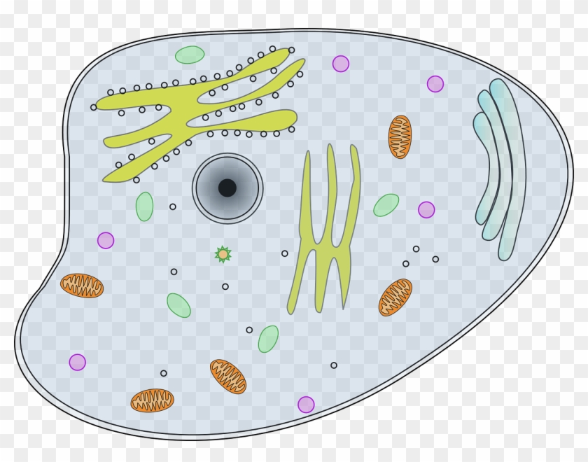 Cell Of A Chameleon Clipart #4642596