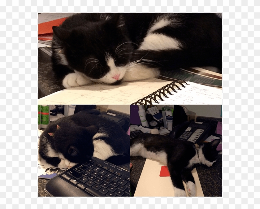 Collage Of Cat Pics At Larkin Veterinary Center - Domestic Short-haired Cat Clipart