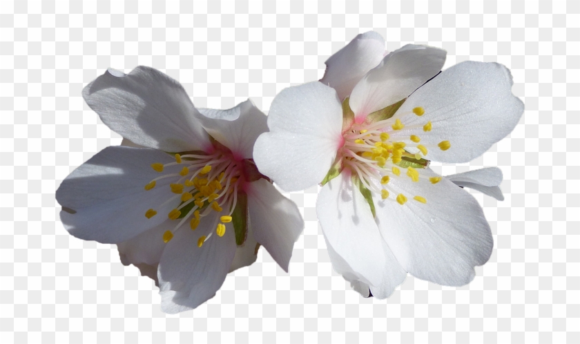 Flores, Blancas, Almendro, Flores Blancas, Naturaleza - Fiori Di Mandorlo Immagini Clipart (#4643926) - PikPng Flores, Blancas, Almendro, Flores Blancas, Naturaleza - Fiori Di Mandorlo Immagini Clipart (#4643926) - PikPng