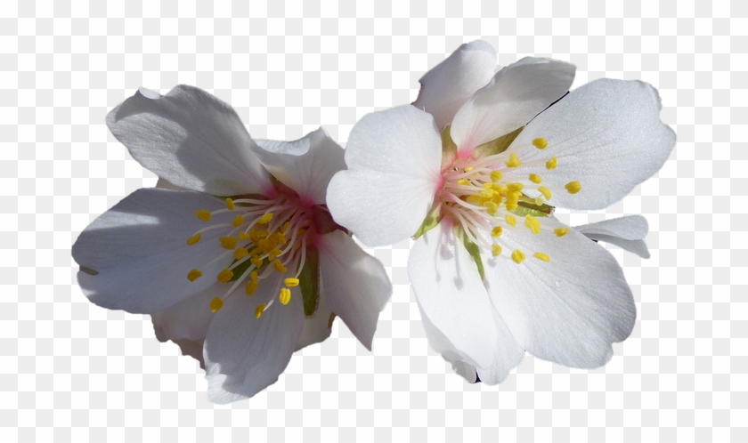 Flores, Blancas, Almendro, Flores Blancas, Naturaleza - Fiori Di Mandorlo Immagini Clipart