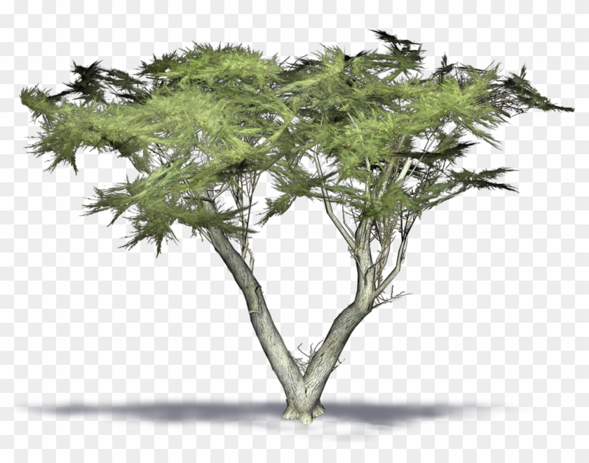 Monterey Cypress - Monterey Cypress 3d Model Clipart #4643993