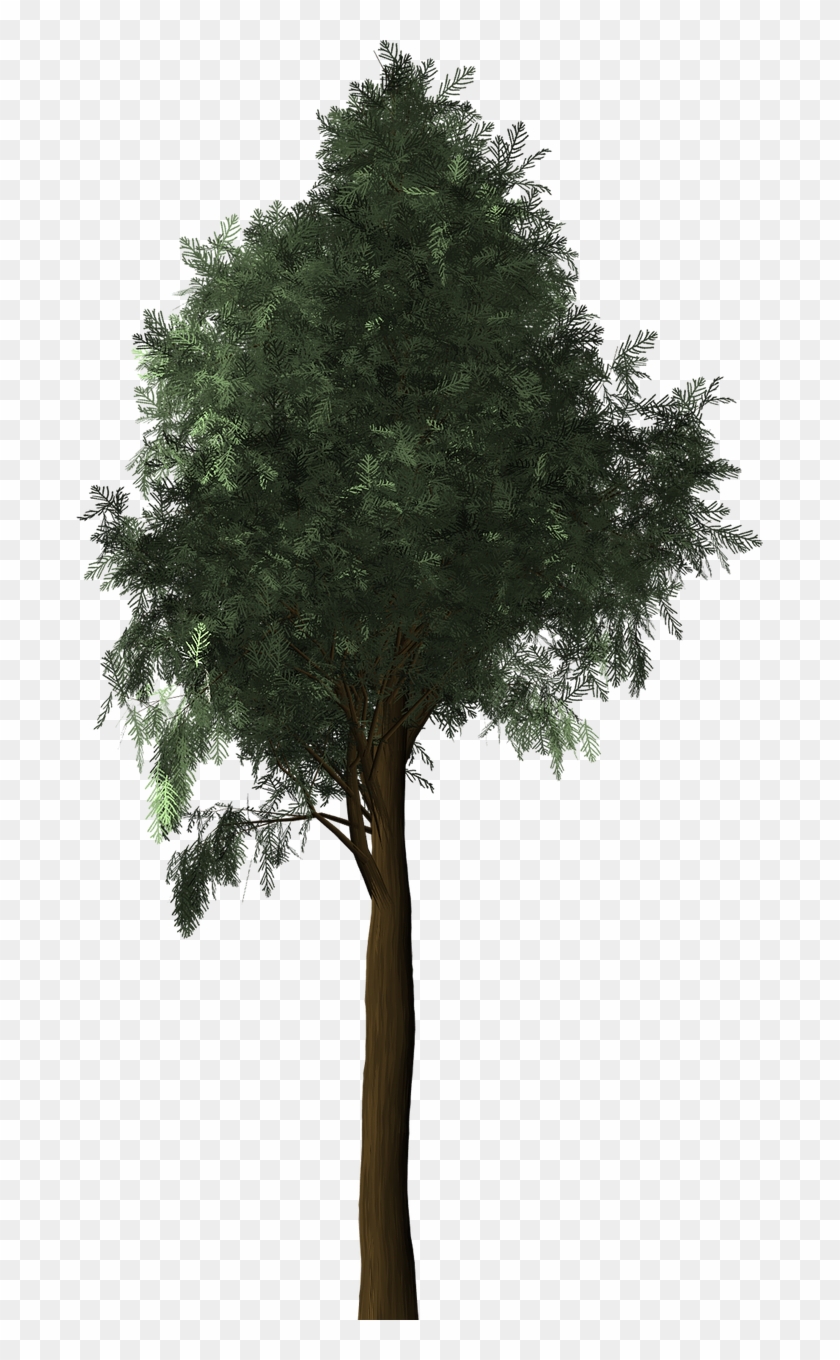 Cypress Plant Tree Png Image - Cypress Planta Clipart