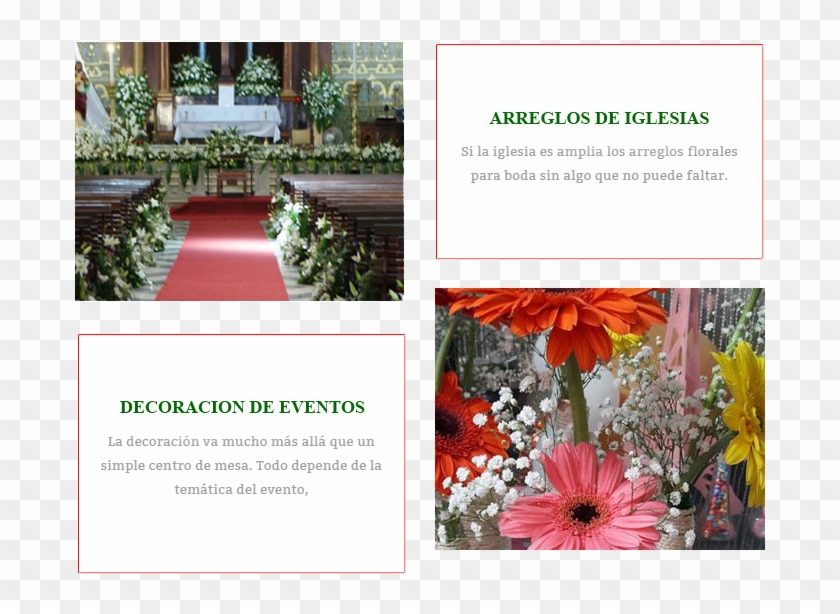 Nos Respaldan Años De Experiencia, A Través De Los - African Daisy Clipart #4644573