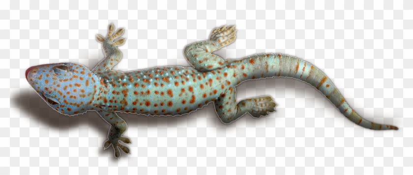 Download Geckos Transparent Png Free Transparent Png - Transparent Gecko Png Clipart