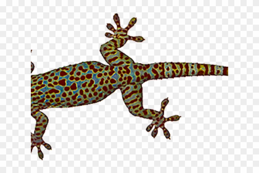 House Gecko Clipart