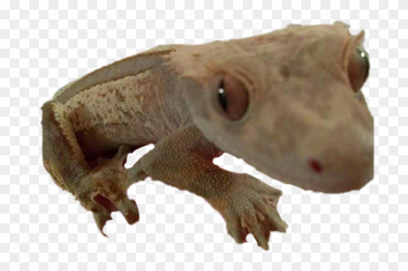 Turkish Gecko Clipart #4646958