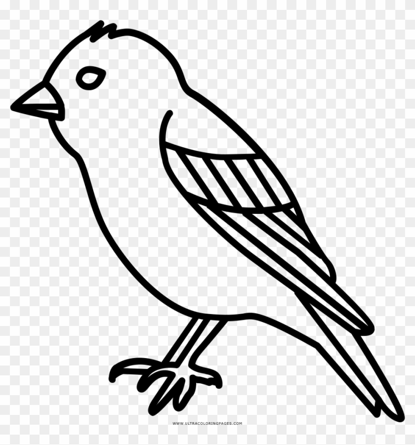 Passarinho Coloring Page - Pinzon Para Dibujar Clipart #4649410