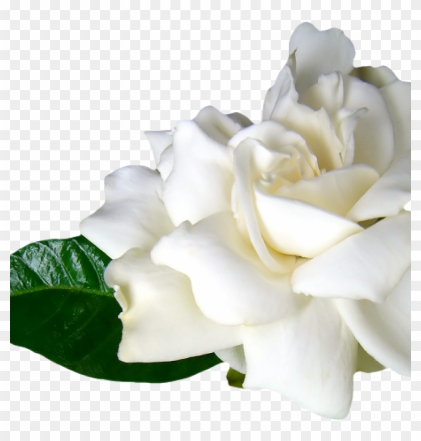 Flores Blancas Png Clipart #4649470