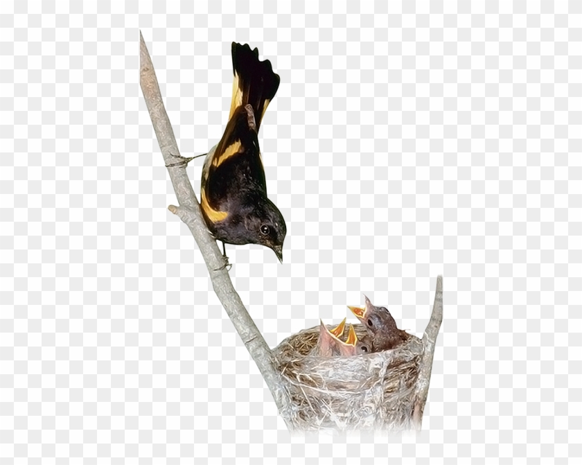 Гнездо, Птенцы, Маленькая Птица - Bird Clipart #4649536