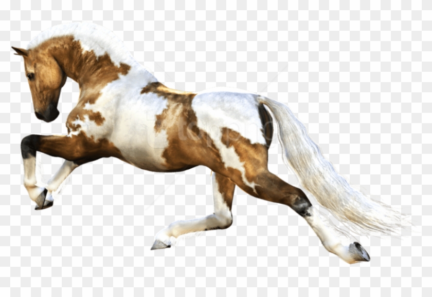 Free Png Download Horse Running Png Images Background - Running Horse Image Png Clipart #4652387