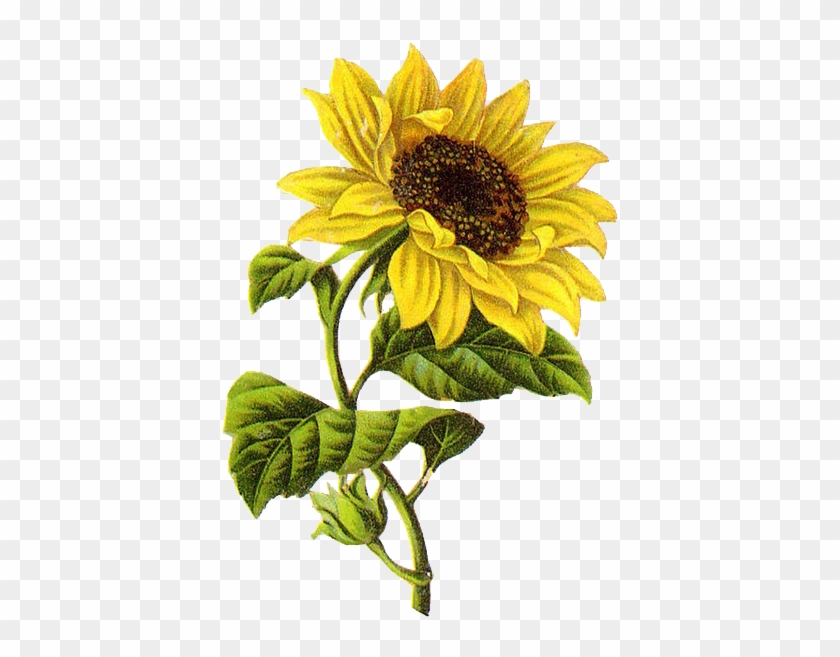 Common Sunflower Sketch Transprent - Sunflower Illustration Png Clipart #4652978