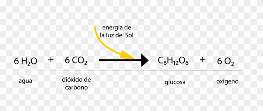 N Es Una Manera Abreviada De Representar Al Almidón - Reaccion Quimica De Las Plantas Clipart #4653285