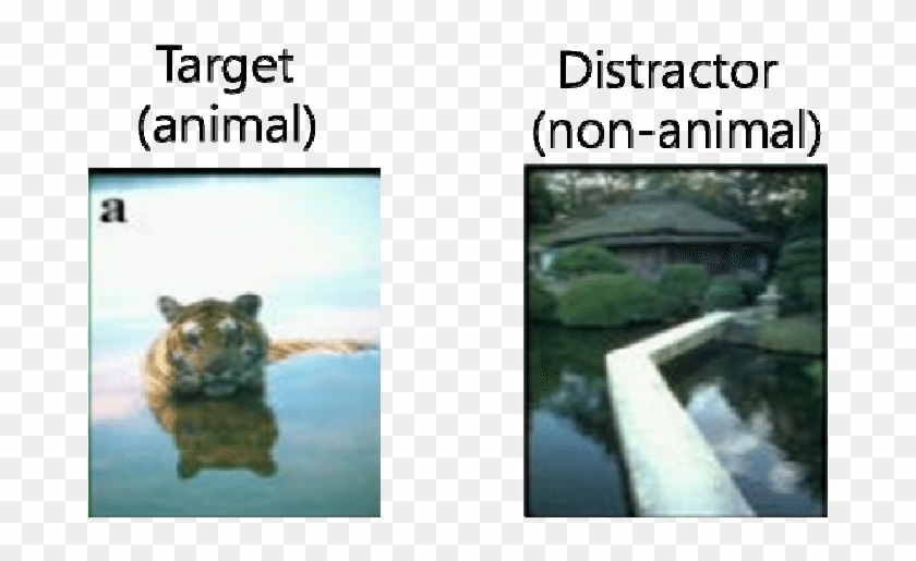 Example Of Target And Distractor (non-animal) Images - Hippopotamus Clipart