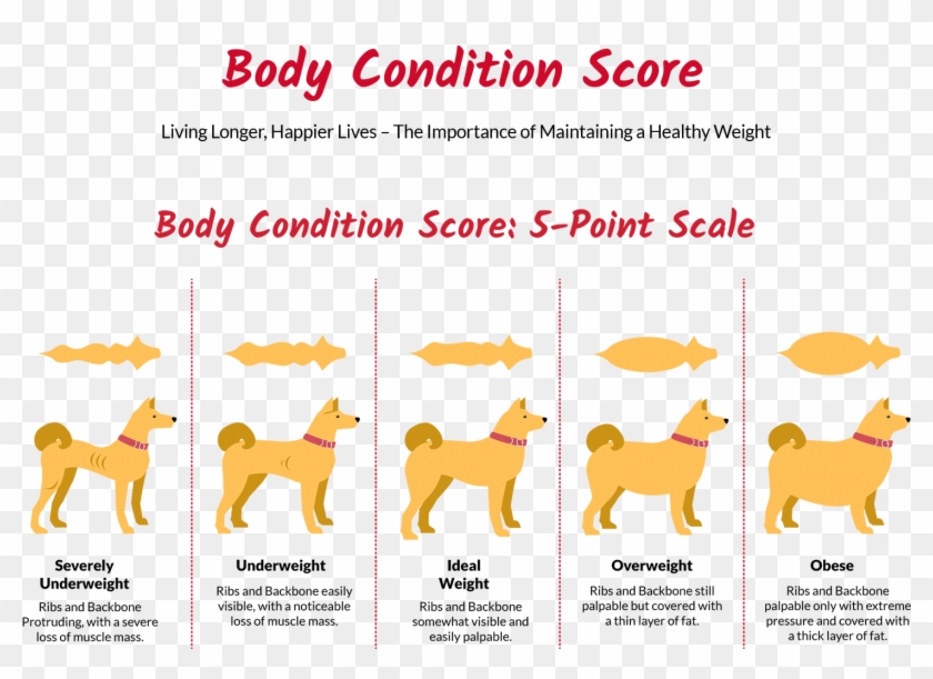 Underdog Web Get Started2 - Companion Dog Clipart